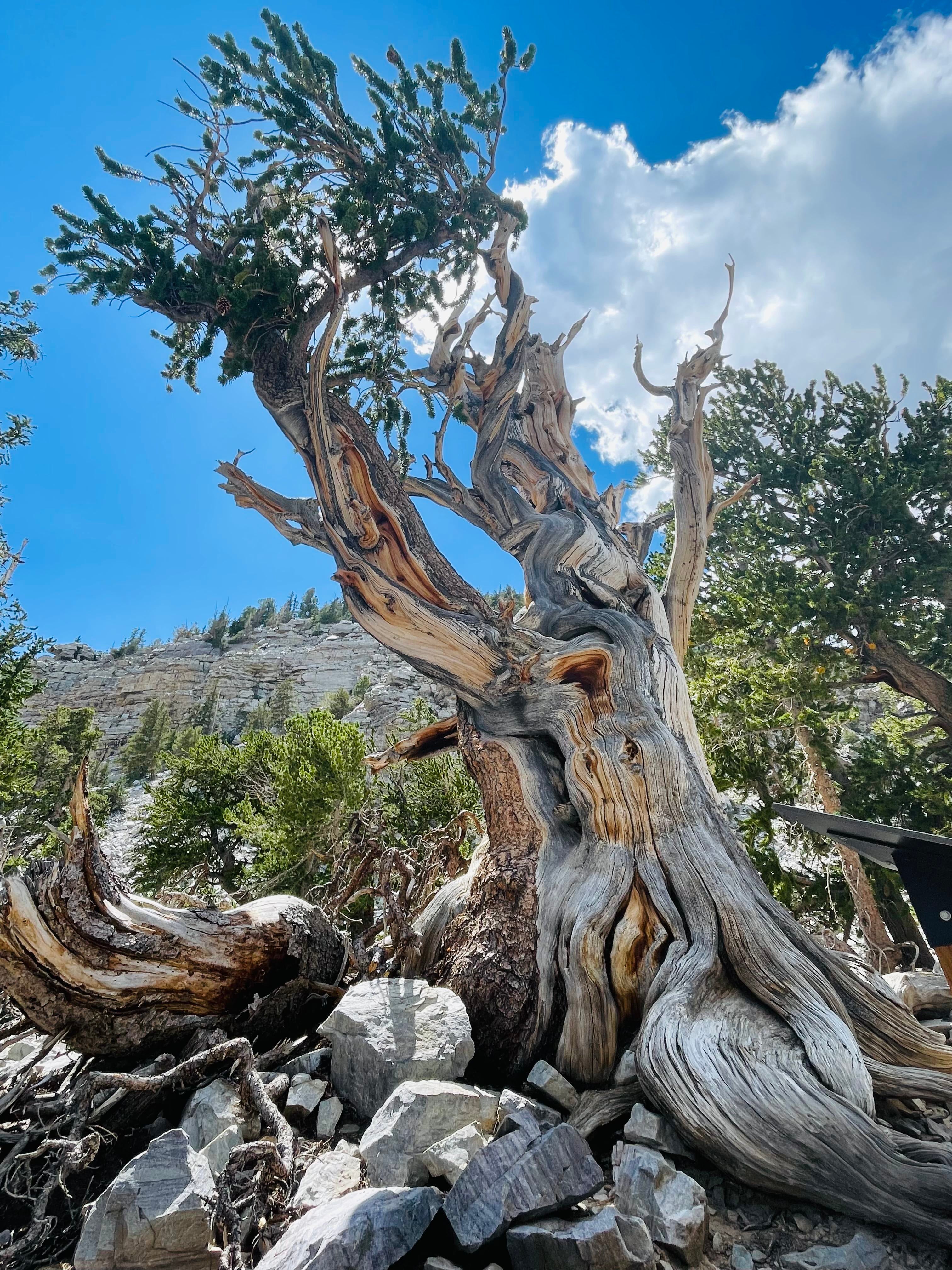 Bristlecone pine tree with gnarled trunk and roots reaches toward blue cloudy sky 